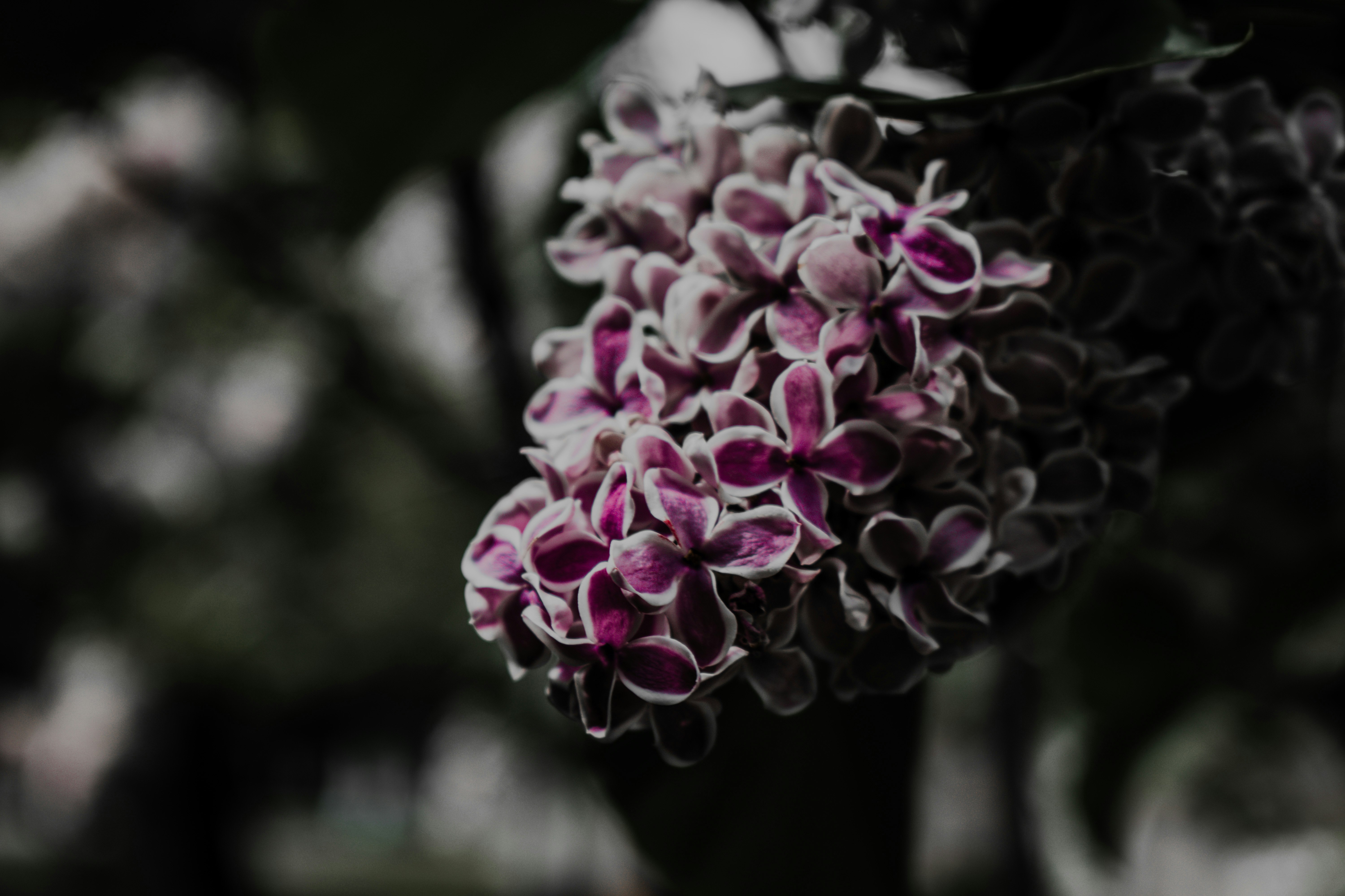 purple flowers in tilt shift lens